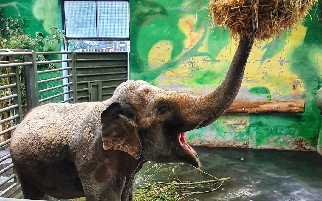 Zaključna ekskurzija v ZOO Ljubljana (1., 2., 3. razred)